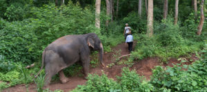 About asian elephants