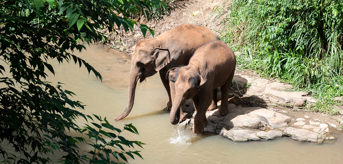 facts about asian elephants