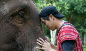 chiang mai elephant