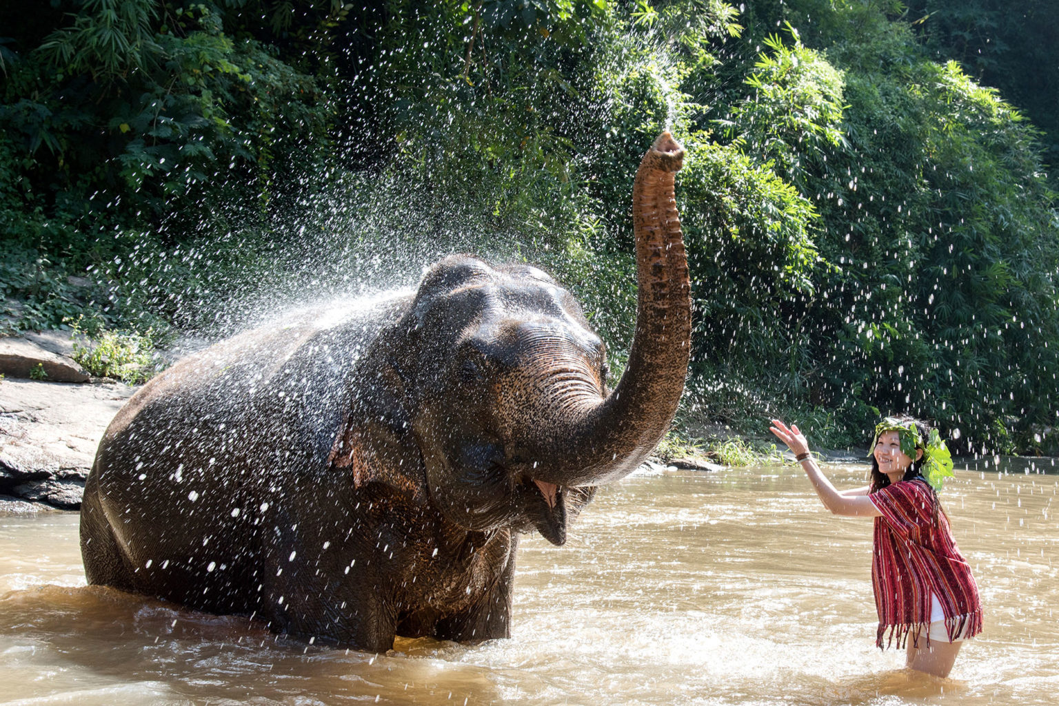 full day elephant tour chiang mai