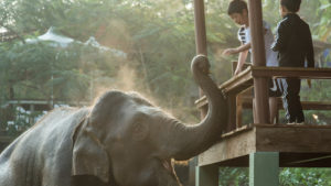 elephant morning call
