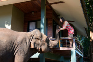elephant morning call
